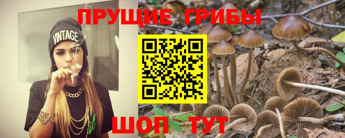 Скопин  Псилоцибиновые грибы Psilocybine cubensis  Вход с VPN 